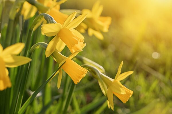 10 Practices for a Healthy Springtime Transition