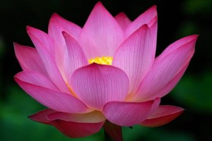 Big dark pink Lotus Flower photo