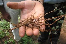 punarnava root