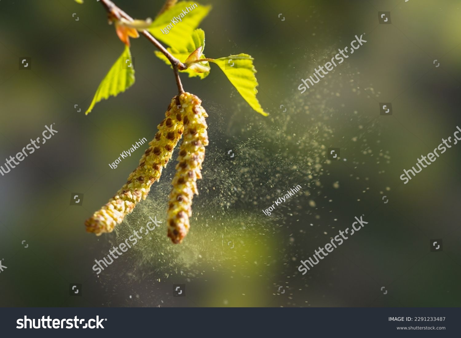 stock-photo-birch-pollen-blown-up-by-the-wind-is-a-strong-allergen ...